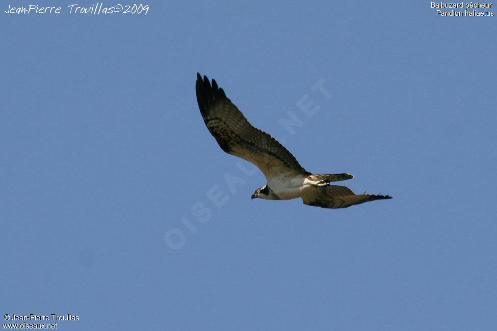 Western Osprey