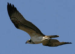 Western Osprey