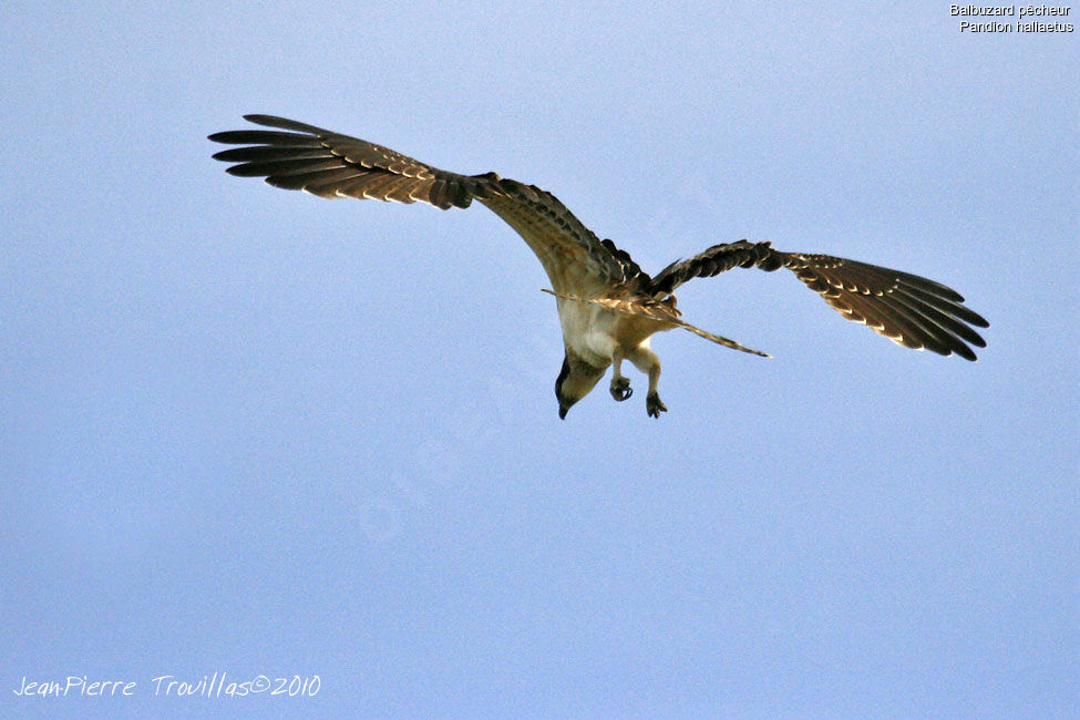 Western Ospreyimmature, Flight