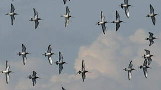 Black-tailed Godwit