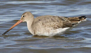 Black-tailed Godwit