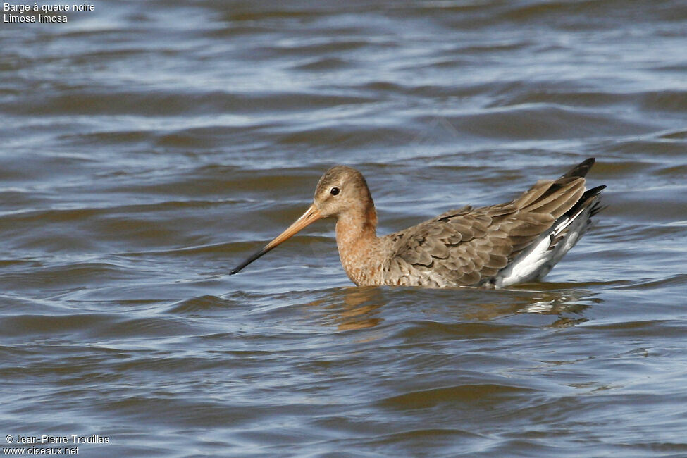 Black-tailed Godwit female