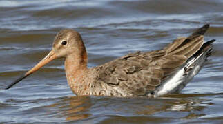 Black-tailed Godwit