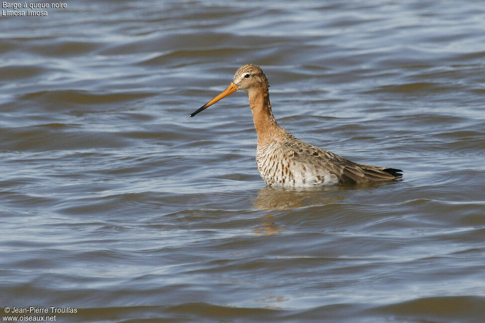 Black-tailed Godwit male