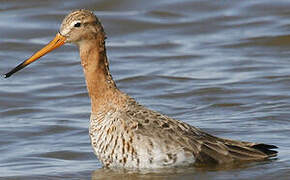 Black-tailed Godwit