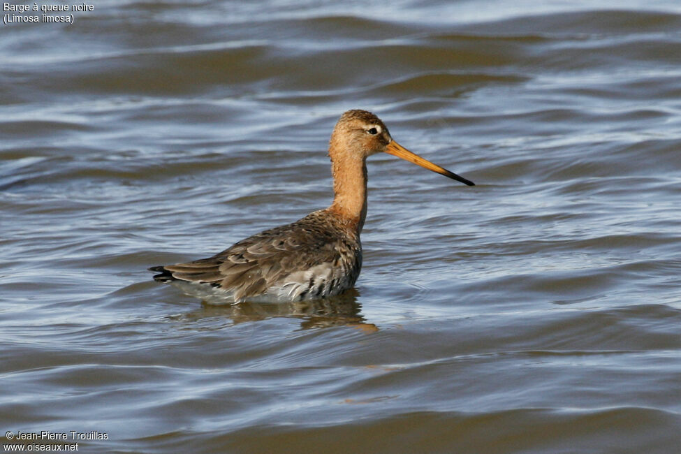 Black-tailed Godwit