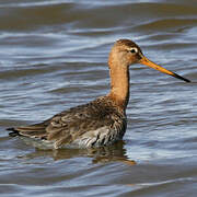 Black-tailed Godwit