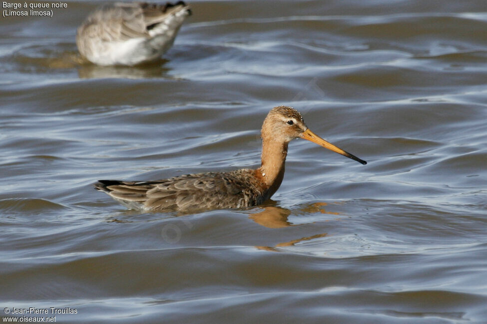 Black-tailed Godwit