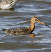 Black-tailed Godwit