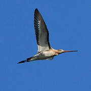 Black-tailed Godwit