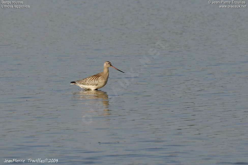 Bar-tailed Godwit