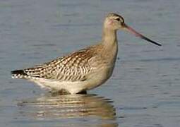 Bar-tailed Godwit