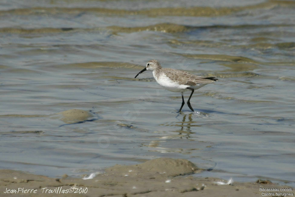 Bécasseau cocorli, identification