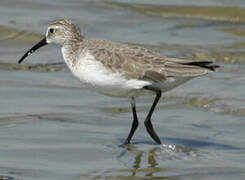 Curlew Sandpiper