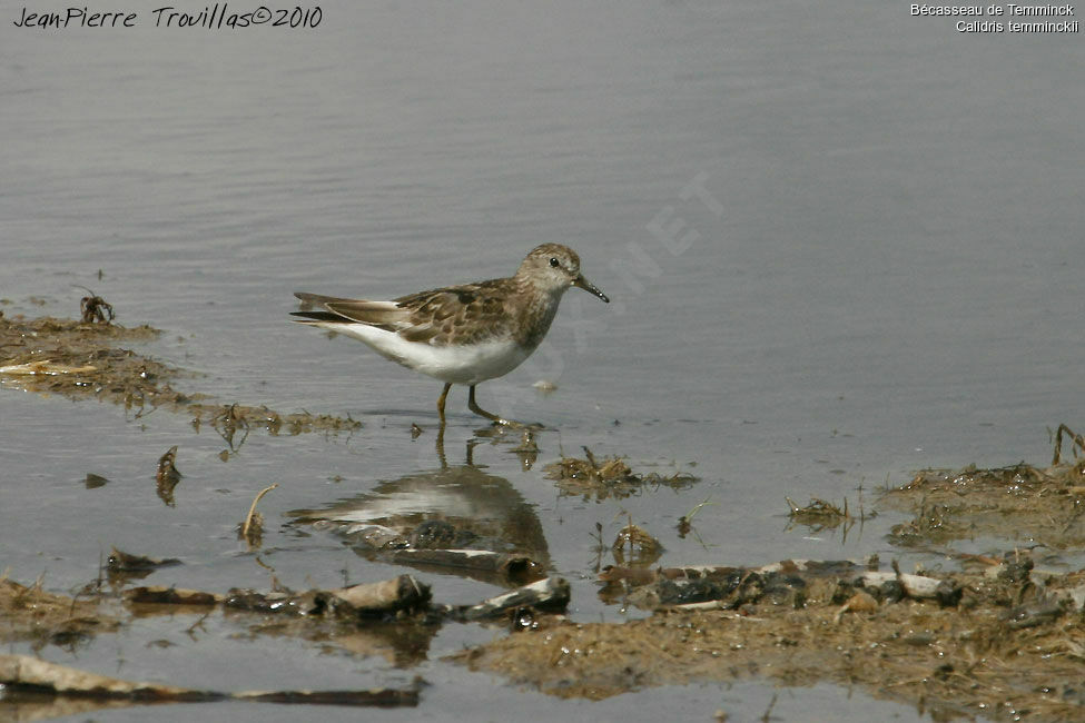 Temminck's Stint