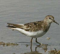 Temminck's Stint