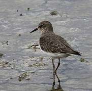 Temminck's Stint