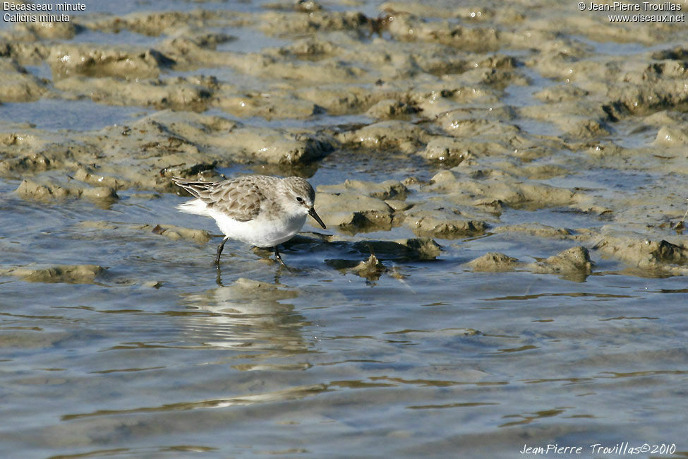 Little Stint