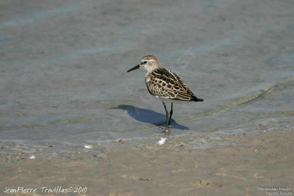 Little Stint