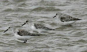 Bécasseau sanderling