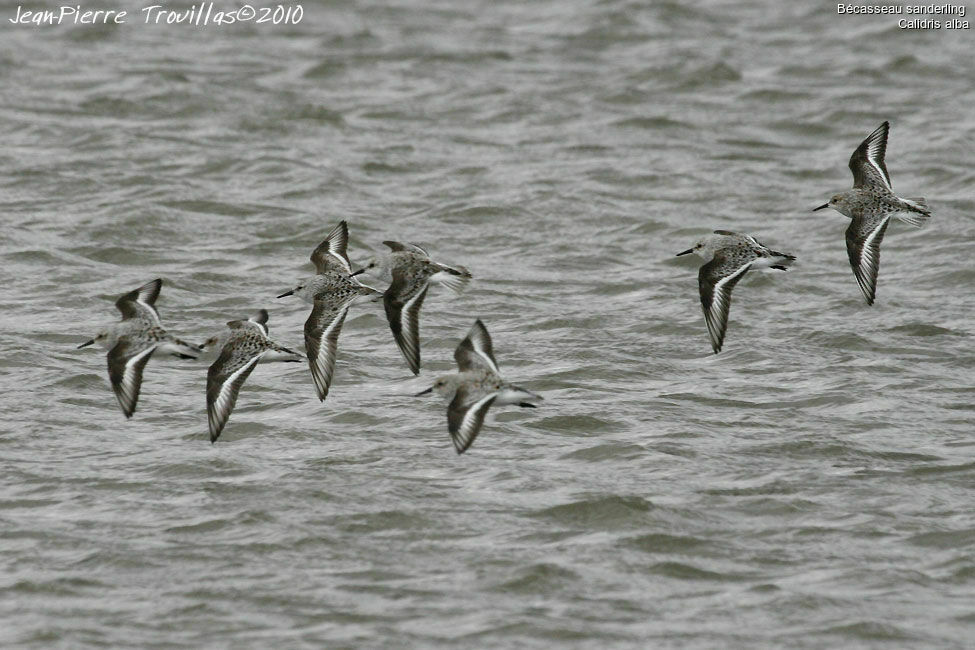 Bécasseau sanderling, Vol