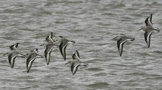 Bécasseau sanderling