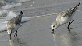 Bécasseau sanderling