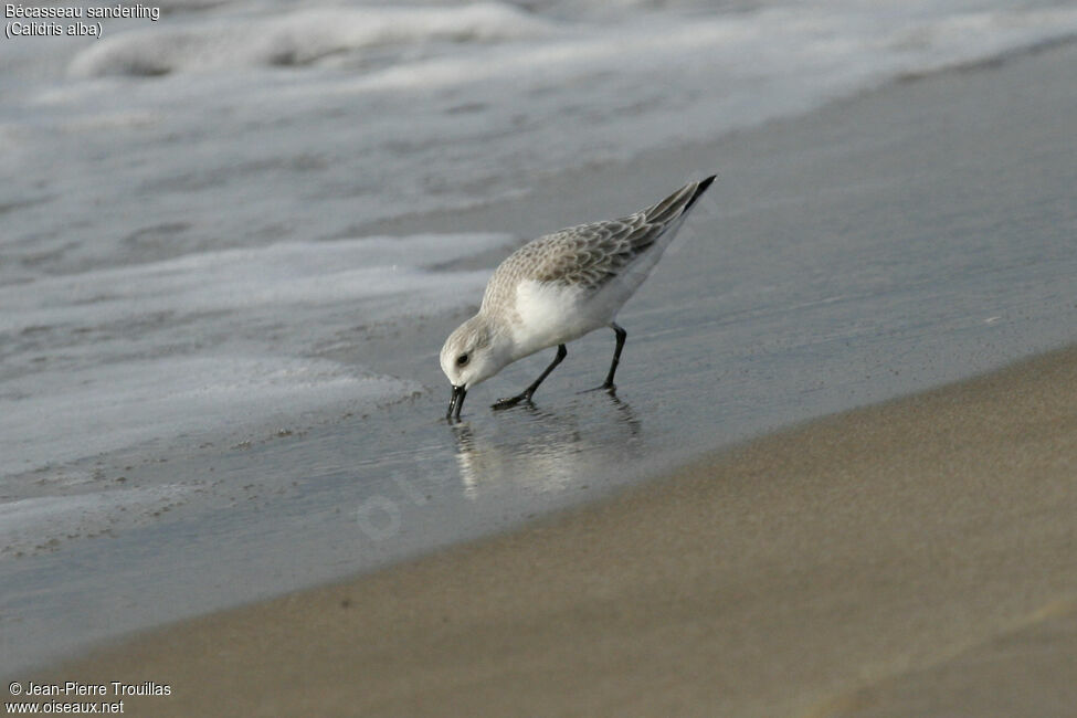 Sanderling