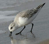 Bécasseau sanderling