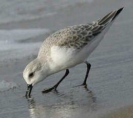 Bécasseau sanderling