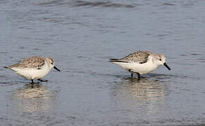 Sanderling