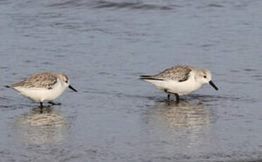 Bécasseau sanderling