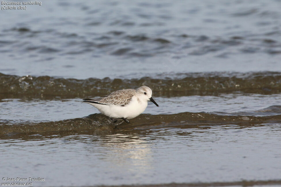 Sanderling