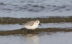 Bécasseau sanderling