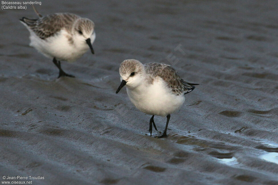 Bécasseau sanderling