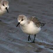 Bécasseau sanderling