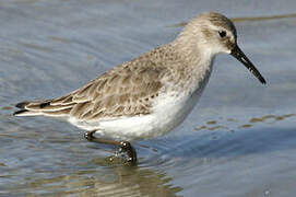 Dunlin