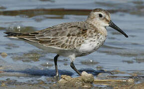 Dunlin