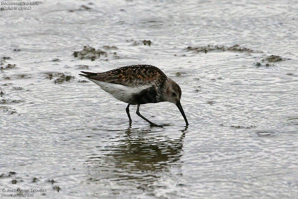 Bécasseau variable