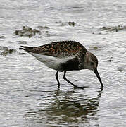 Dunlin