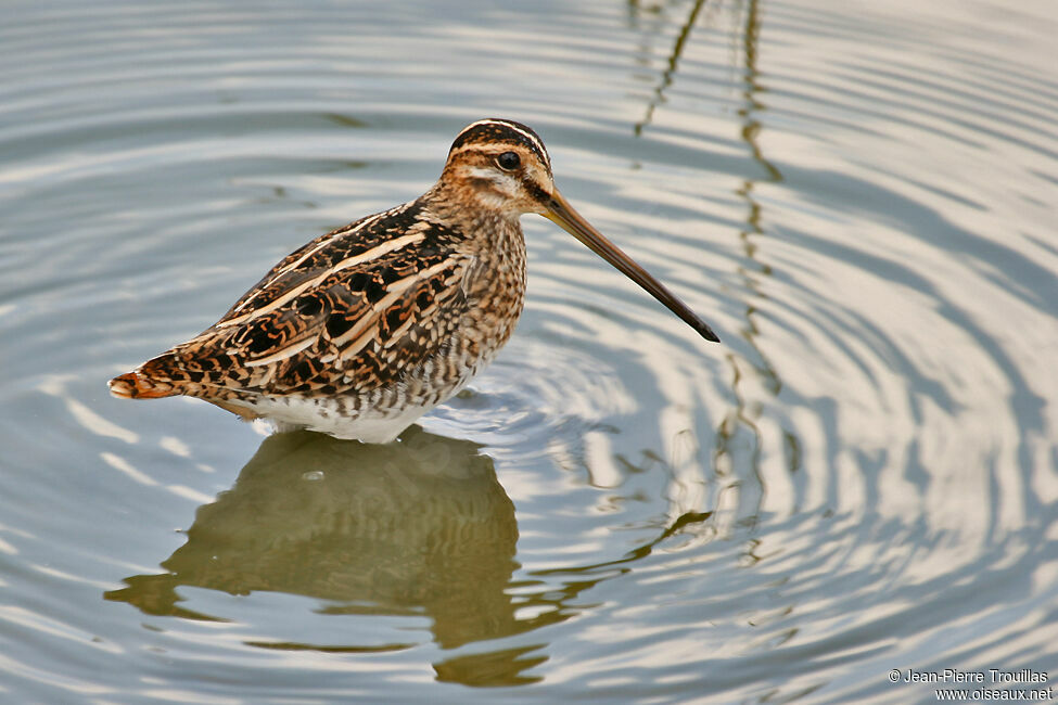 Common Snipe