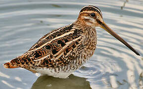 Common Snipe