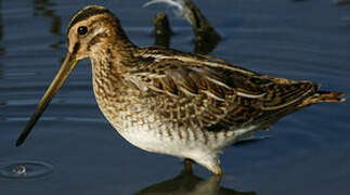 Common Snipe