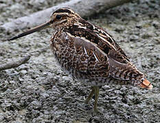 Common Snipe