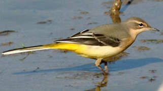 Grey Wagtail