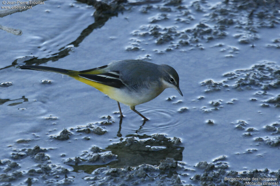 Bergeronnette des ruisseaux