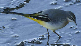 Grey Wagtail