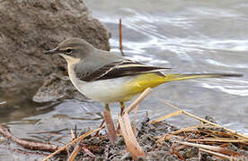 Grey Wagtail