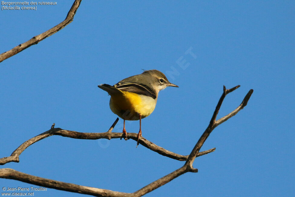 Bergeronnette des ruisseaux