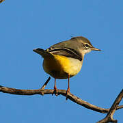 Grey Wagtail